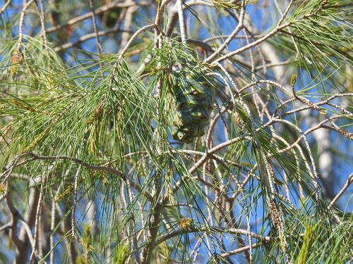Pince's pinyon pine (Pinus pinceana)