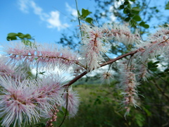 Mimosa distachya