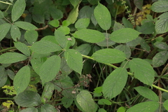 Rubus rufescens