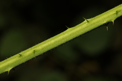 Rubus rufescens