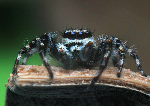 Gray Wall Jumping Spider, Brisbane QLD, Australia, photo 10 of 10