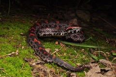 Taiwan Mountain Pitviper photo 1