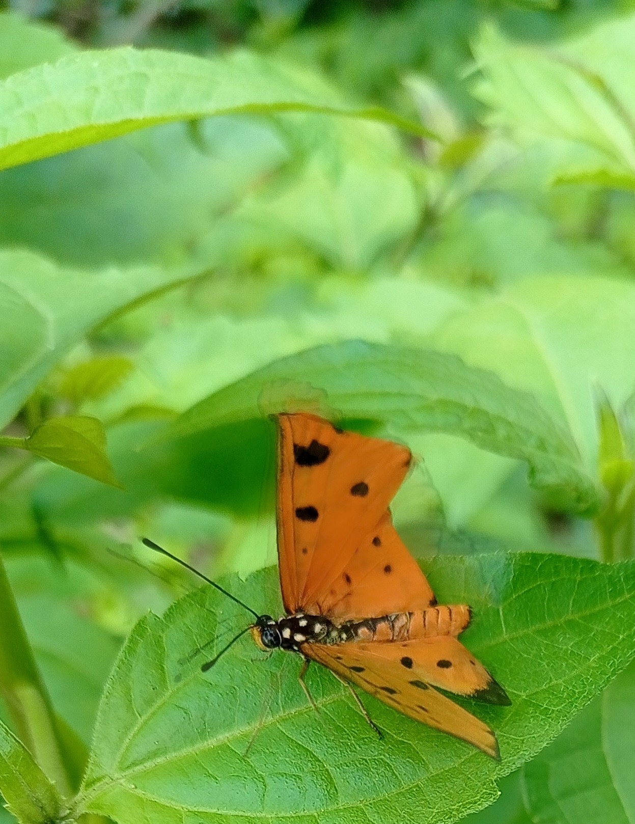Tawny Coster