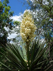 Yucca capensis