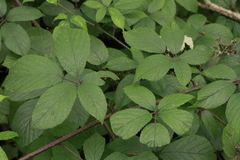 Rubus rufescens