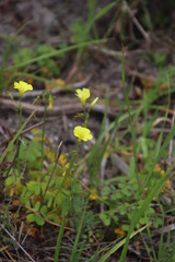 Oxalis pes-caprae sericea
