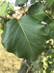 Pyrus calleryana