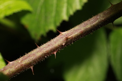 Rubus rufescens
