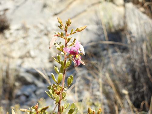 Three leaved silver ratany (Krameria cytisoides)