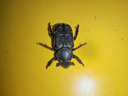 Clinterocera scabrosa