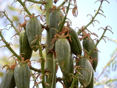 Yucca capensis