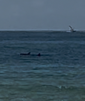 Tursiops truncatus