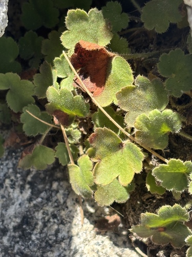 shaggy-haired alumroot (Heuchera hirsutissima)