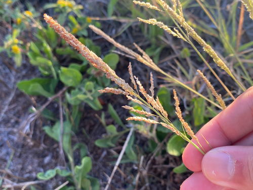 Sporobolus domingensis observed 2025-05-25