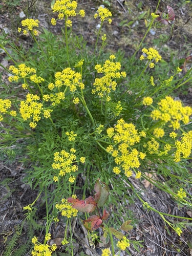 Lomatium brandegeei (J.M.Coult. & Rose) J.F.Macbr.