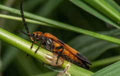 Calopteron reticulatum