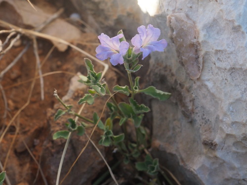 Ruellia primulacea, photograph 5