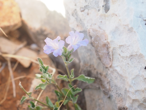 Ruellia primulacea, photograph 6