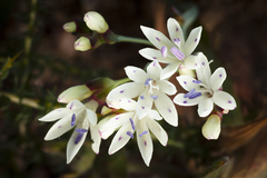 Codonorhiza fastigiata