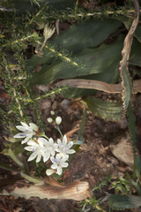 Codonorhiza fastigiata