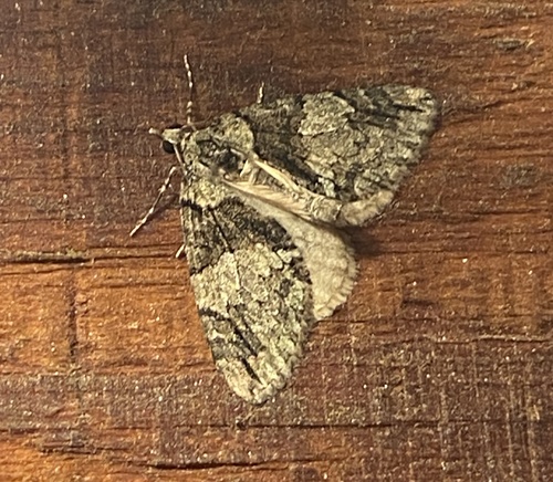 iNaturalist observation photo of Hydriomena