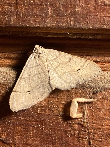 iNaturalist observation photo of Digrammia muscariata