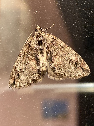 iNaturalist observation photo of Hydriomena