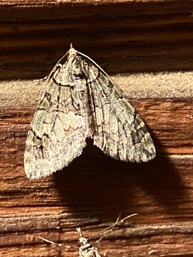 iNaturalist observation photo of Hydriomena