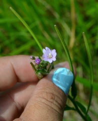 Epilobium ciliatum