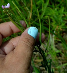 Epilobium ciliatum