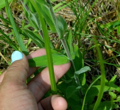 Epilobium ciliatum