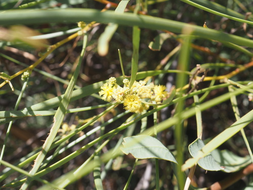 Desert Oak (Acacia coriacea)
