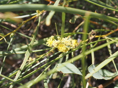 Acacia coriacea