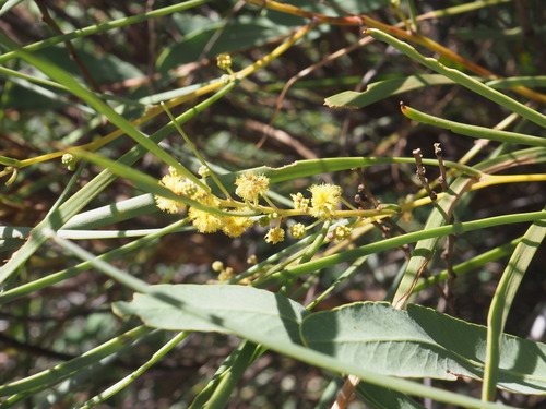 Acacia coriacea, photograph 1