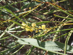 Acacia coriacea, photograph (c) Hugo Innes, some rights reserved (CC BY)