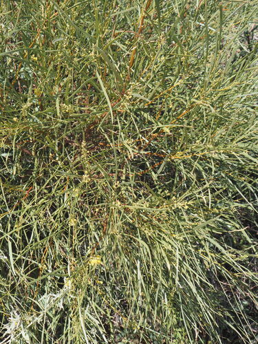 Acacia coriacea, photograph 2