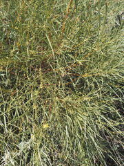 Acacia coriacea, photograph (c) Hugo Innes, some rights reserved (CC BY)
