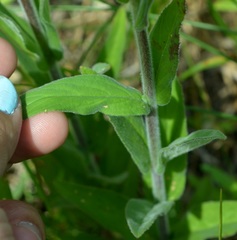 Epilobium ciliatum