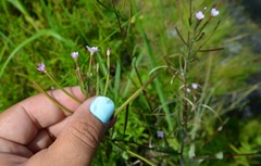 Epilobium ciliatum
