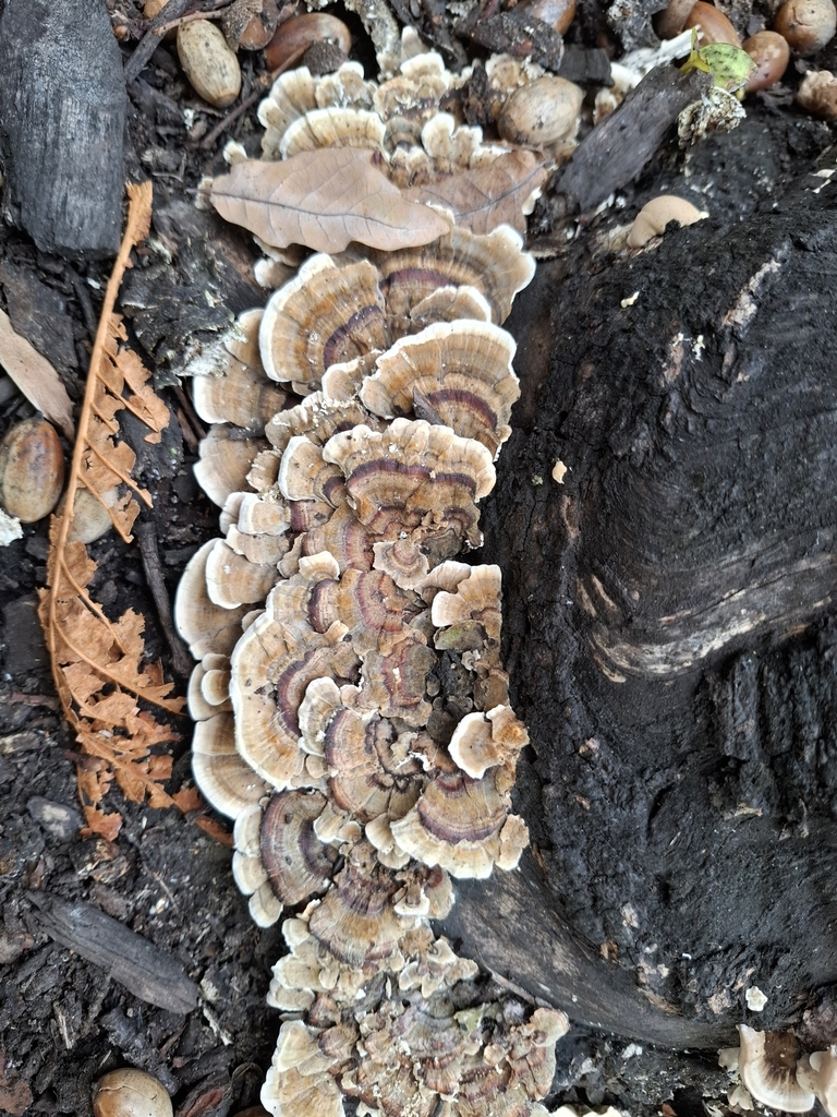 Trametes versicolor · May 2025 · photo: © armillariabianca (iNaturalist, cc0)