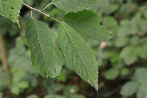 Prunus avium