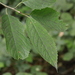 Sauerkirsche (Prunus cerasus): Herkunft und Verwendung — foto 2