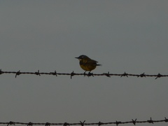 Motacilla flava iberiae