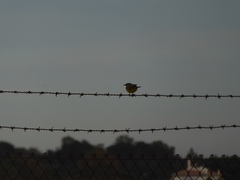 Motacilla flava iberiae
