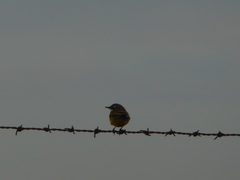 Motacilla flava iberiae