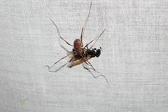 Hadrobunus maculosus