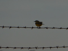 Motacilla flava iberiae