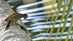 Melanerpes striatus