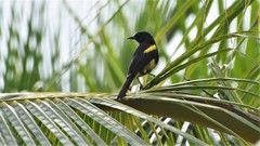 Icterus dominicensis