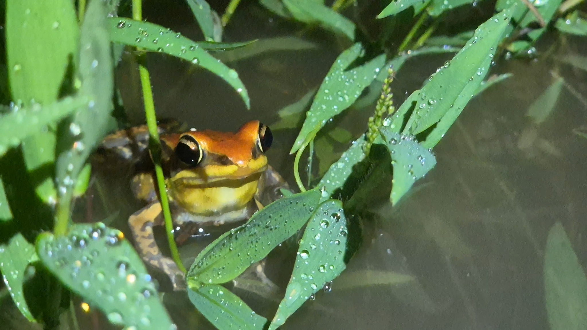 Malabar Fungoid Frog